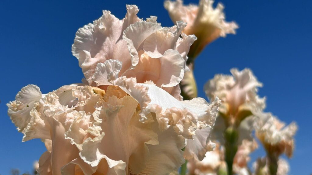 Photo de fleurs blanches avec le ciel en fond