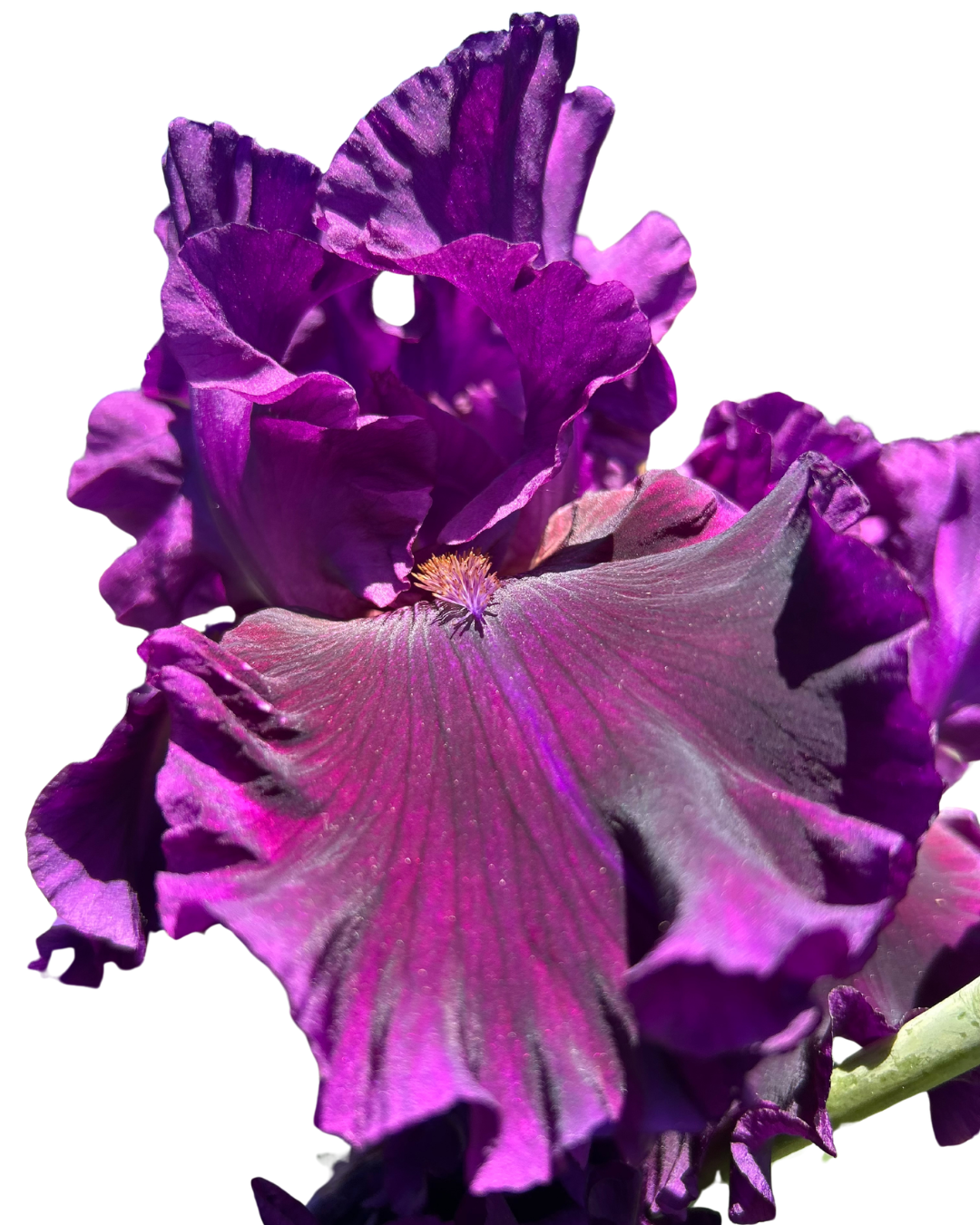 Photo d'une Iris Violette