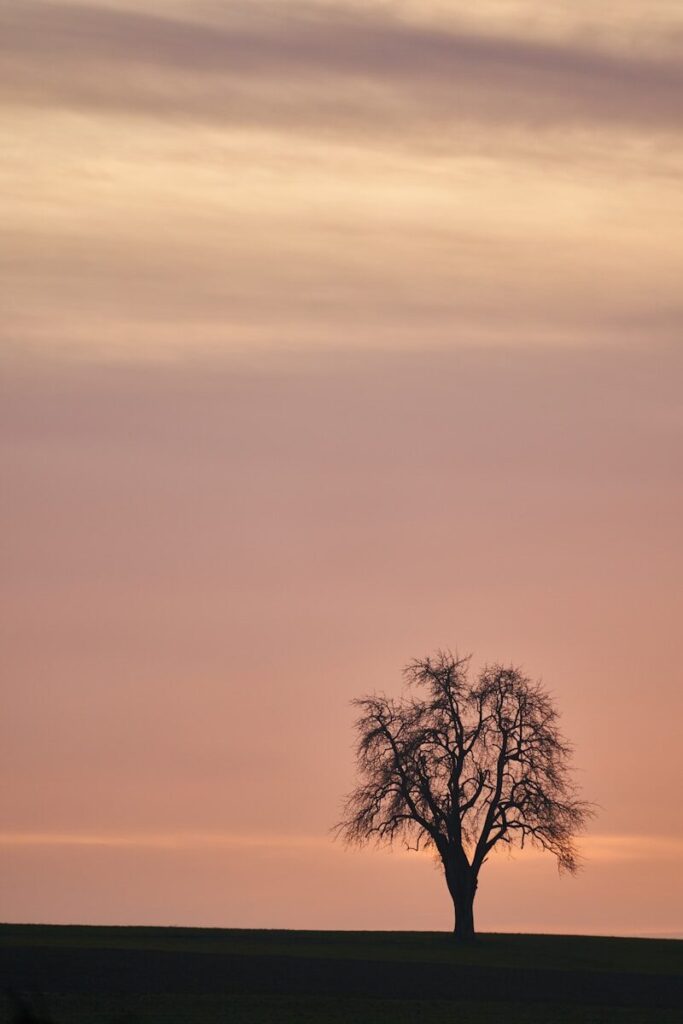 silhouette d'un arbre lors d'un couché de soleil